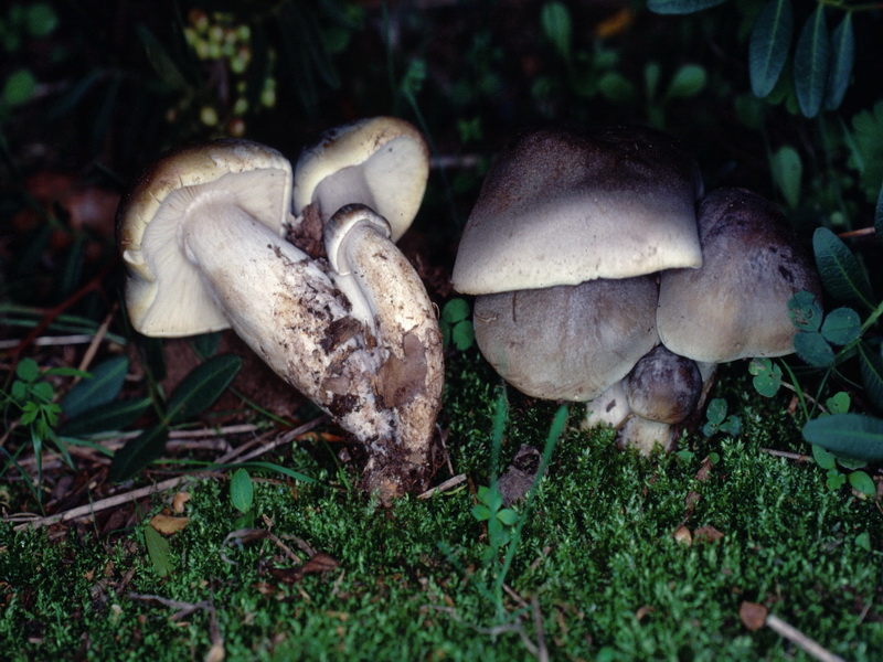 Proposta di studio di Tricholoma saponaceum